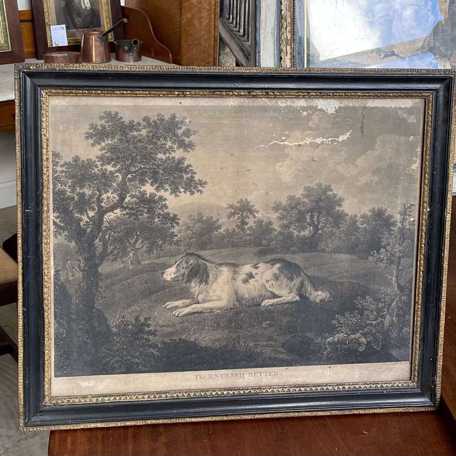 19th century engraving of an English setter
