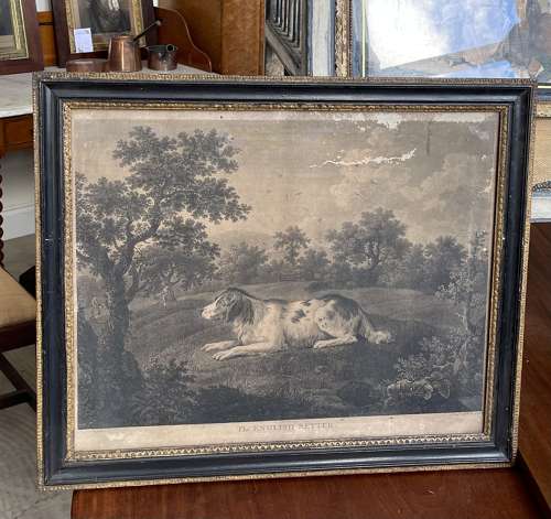 19th century engraving of an English setter