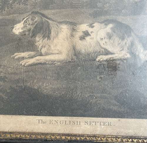 19th century engraving of an English setter